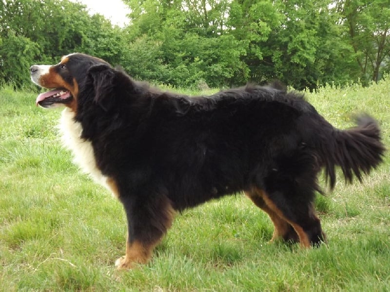 Publication : Du Mas De La Hillane