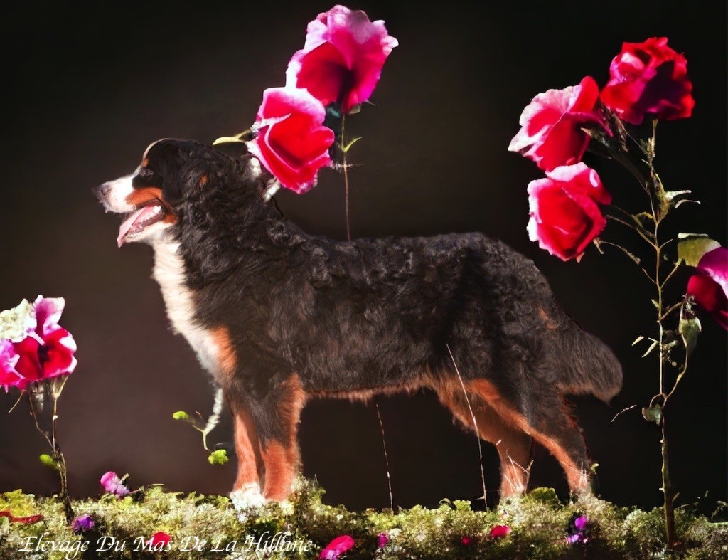 Publication : Du Mas De La Hillane