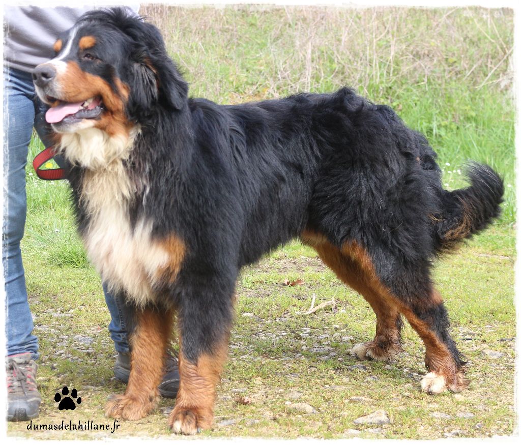 Lucky Du Mas De La Hillane