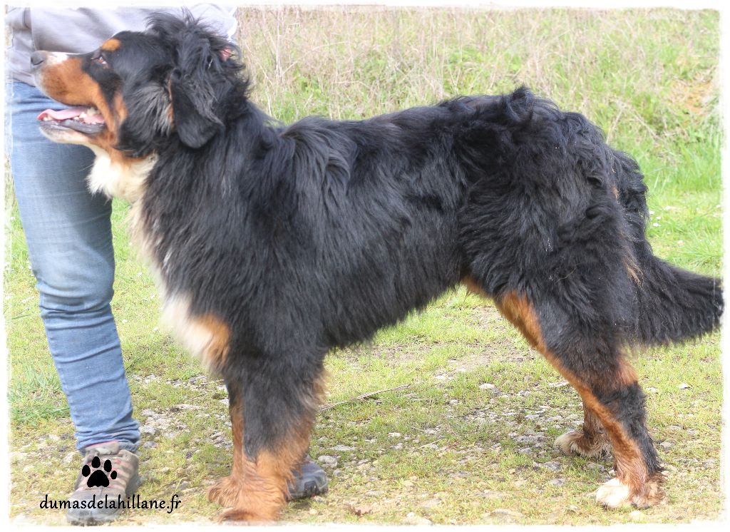 Lucky Du Mas De La Hillane