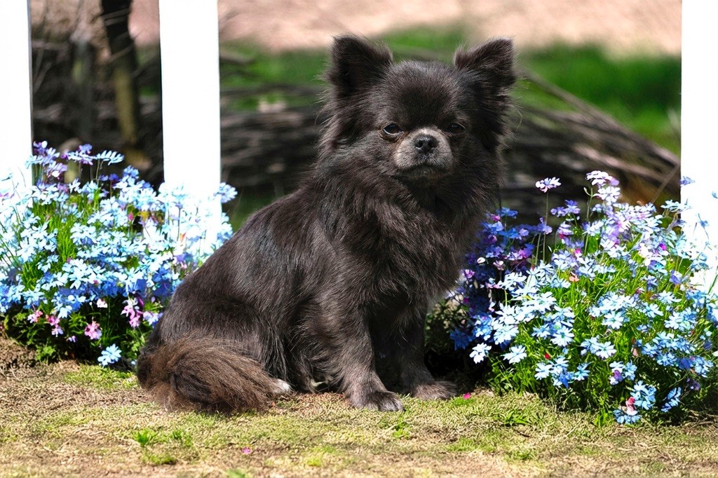 Vogue diamond Des Pattounes Douces