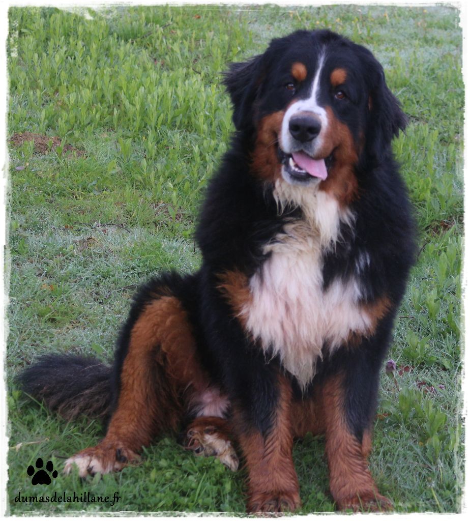 Lucky Du Mas De La Hillane
