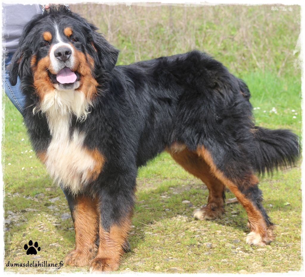 Lucky Du Mas De La Hillane