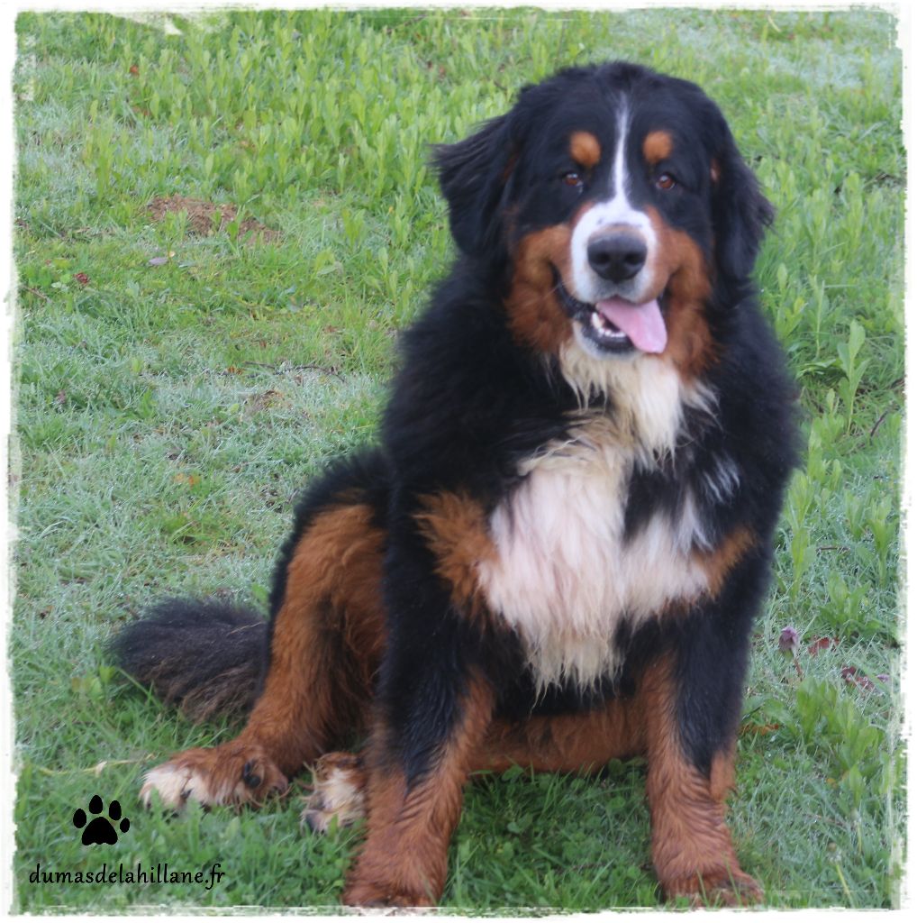 Lucky Du Mas De La Hillane