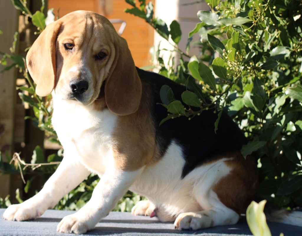 Du Mas De La Hillane - Chiot disponible  - Beagle