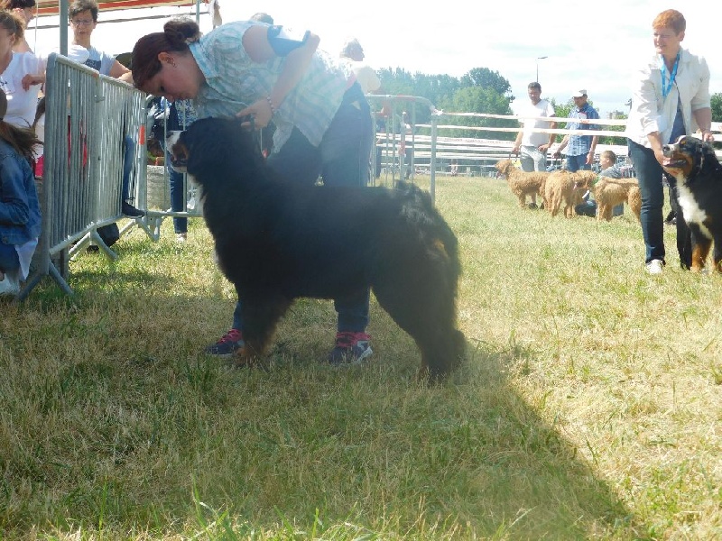 Jipipi Du Mas De La Hillane - 2ème Excellent