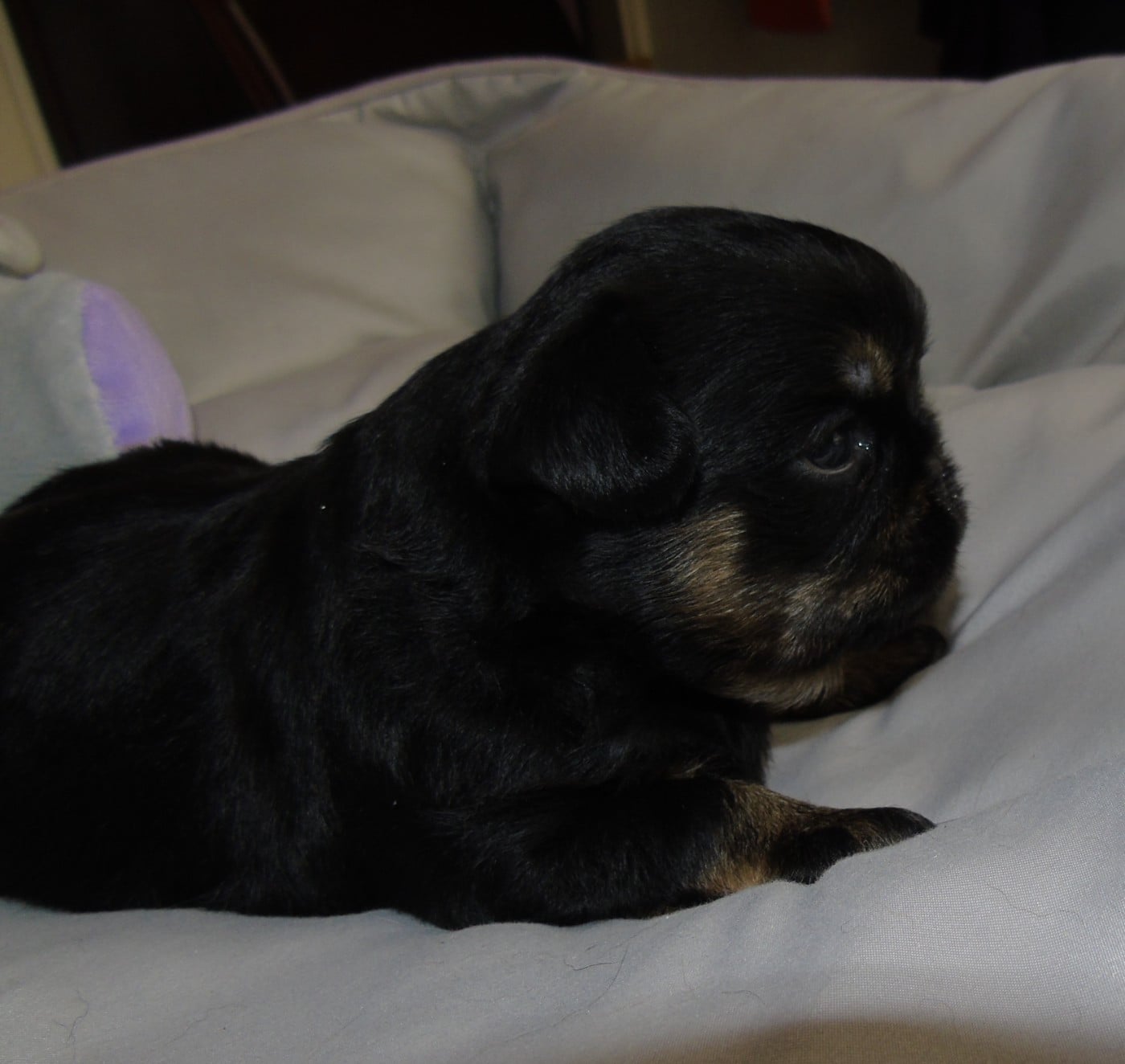 CHIOT 1