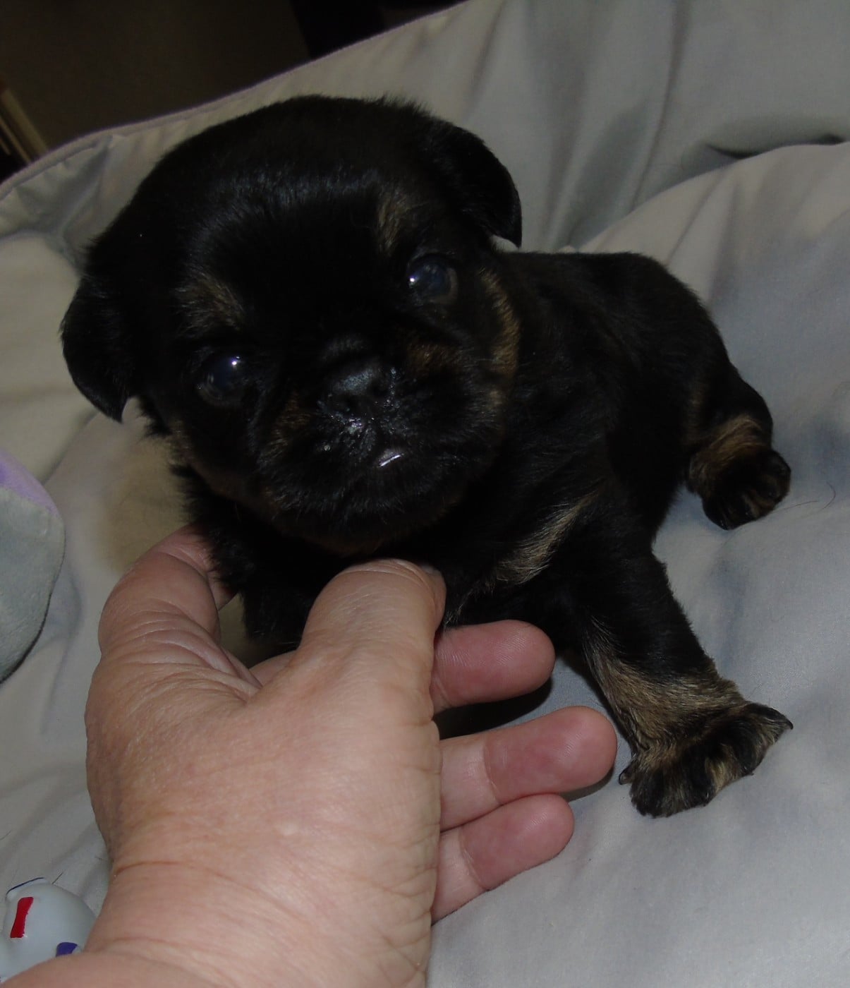 CHIOT 1