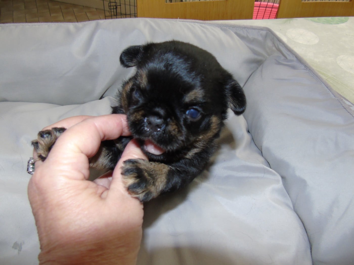 CHIOT 1