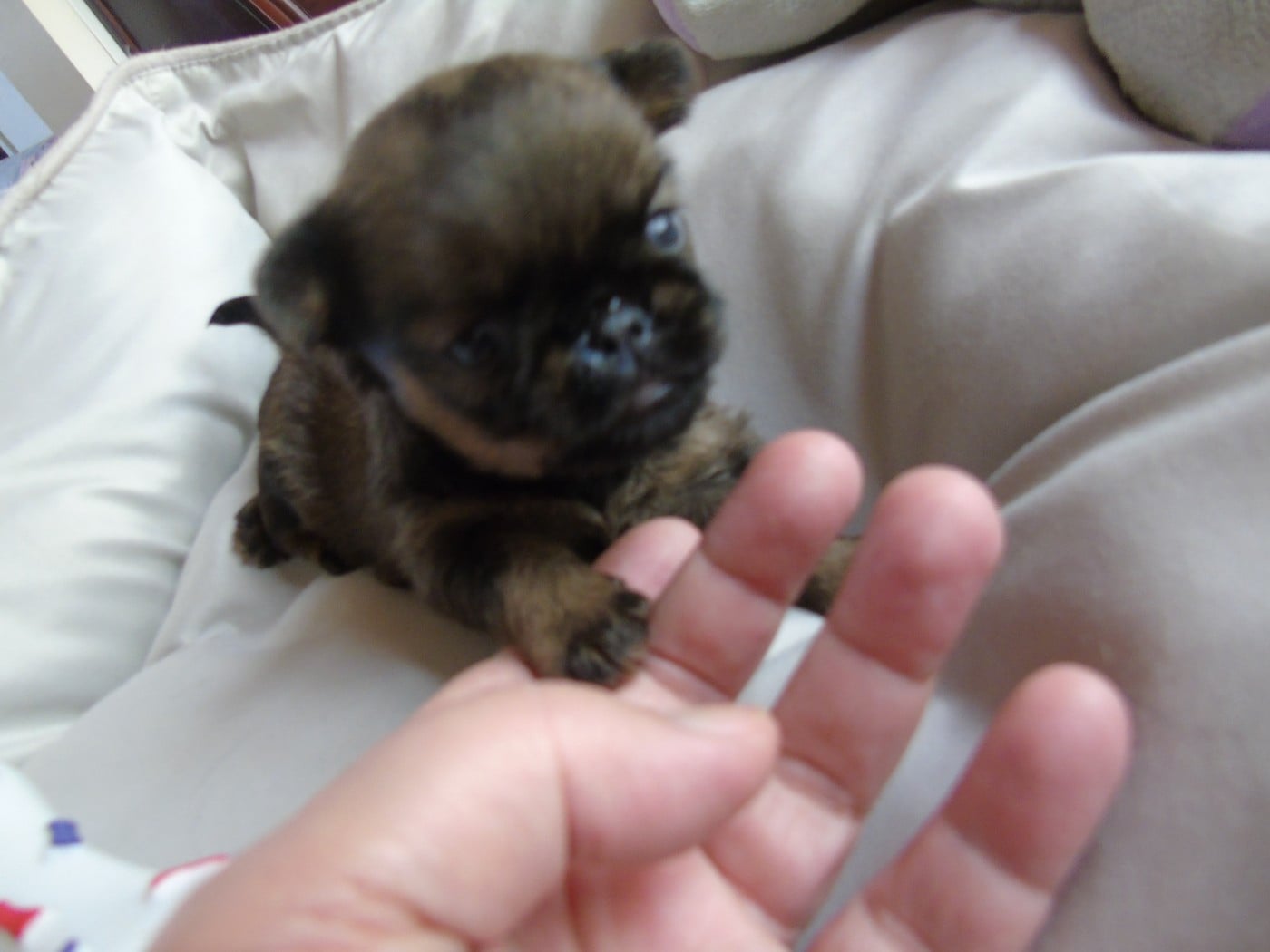 CHIOT 2