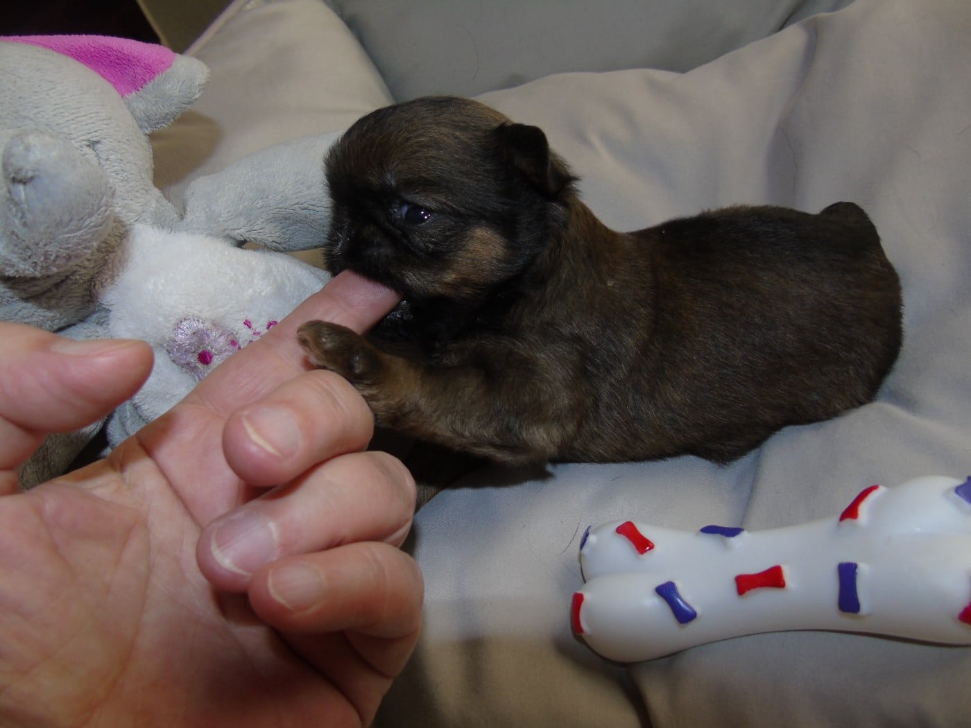 CHIOT 2