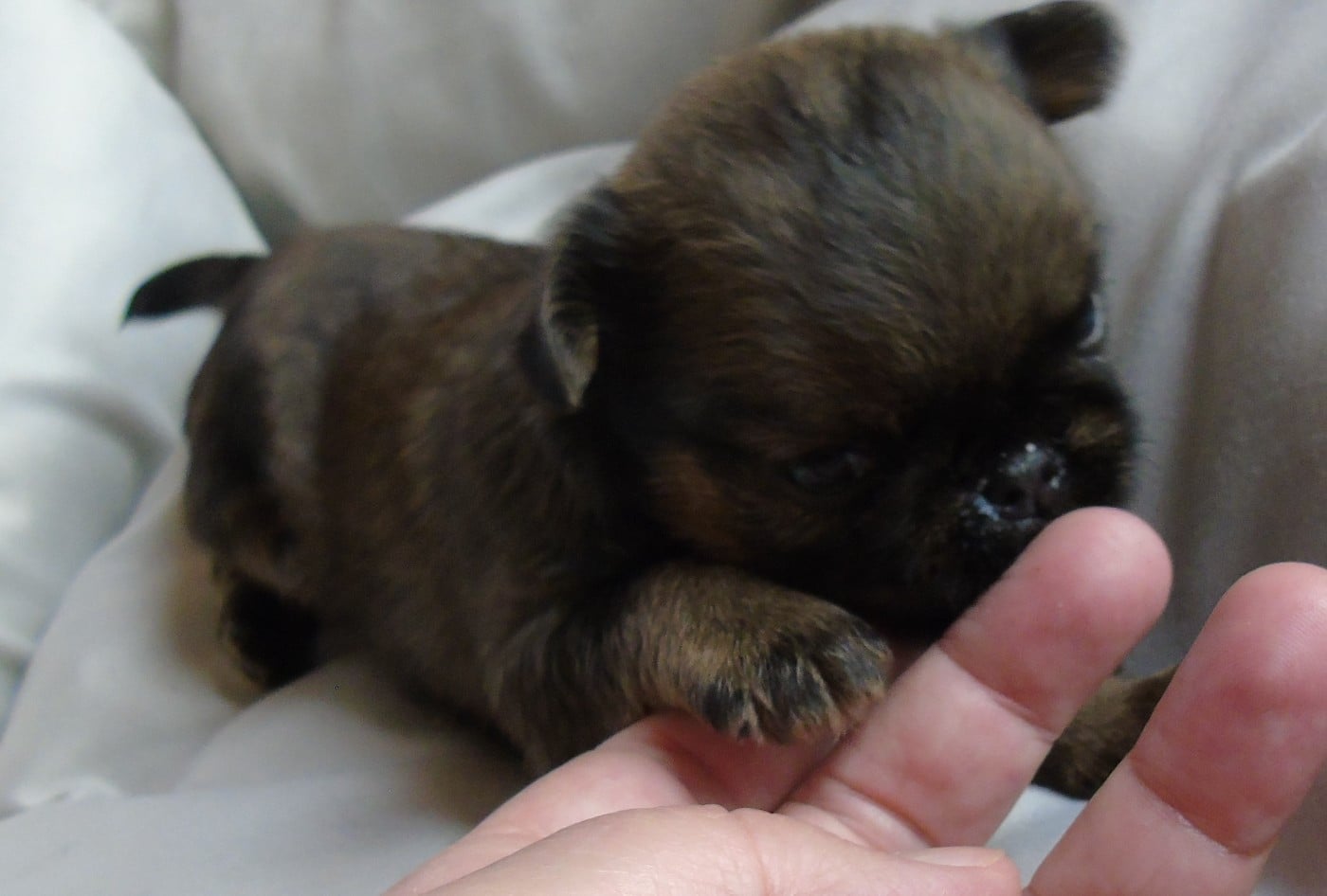 CHIOT 2