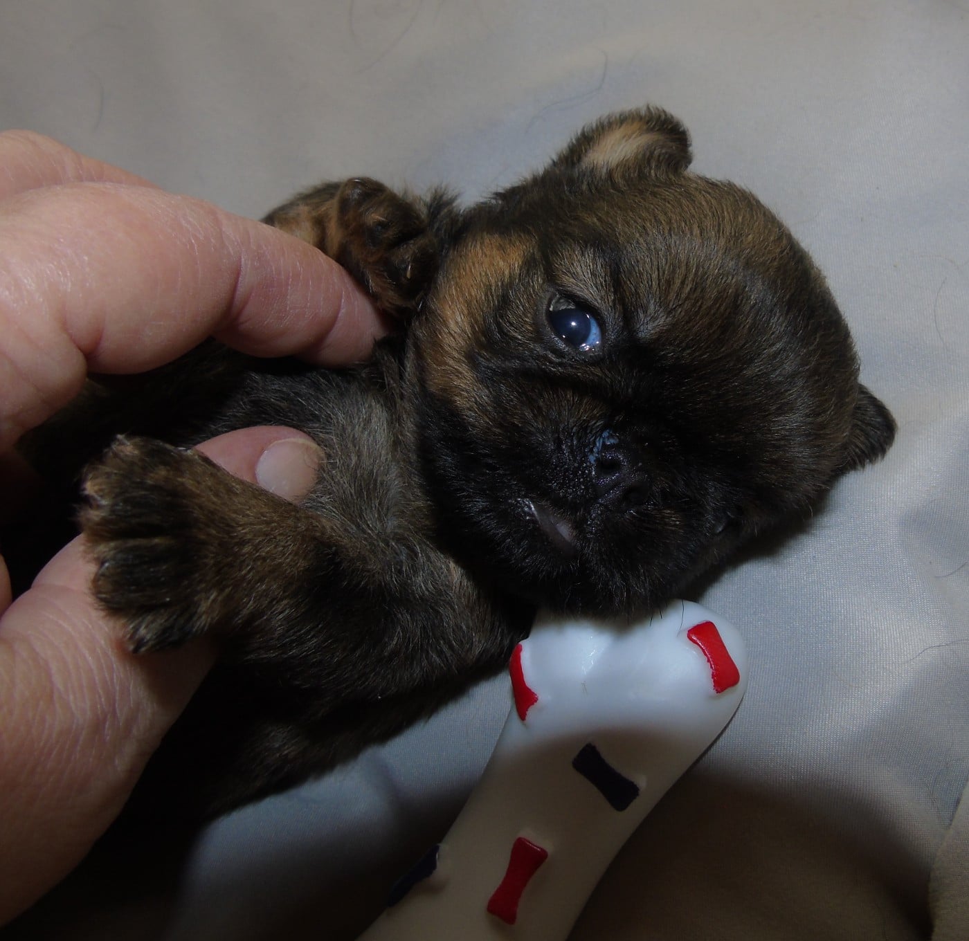 CHIOT 2
