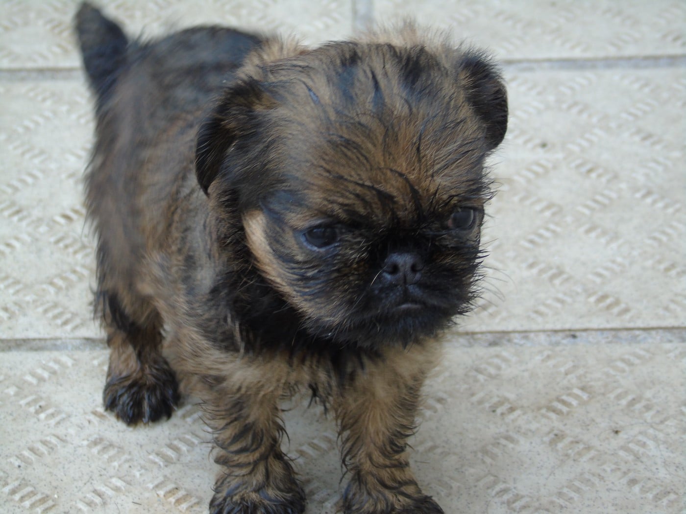 CHIOT 2