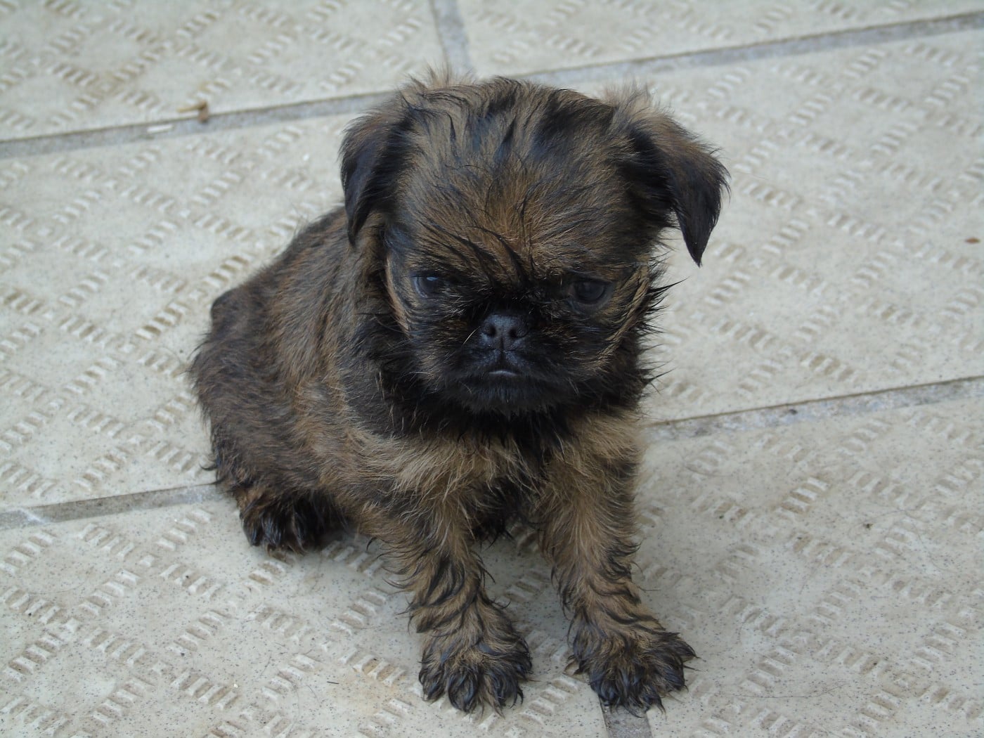 CHIOT 2