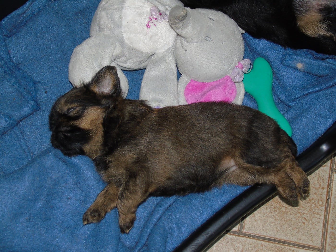 CHIOT 2