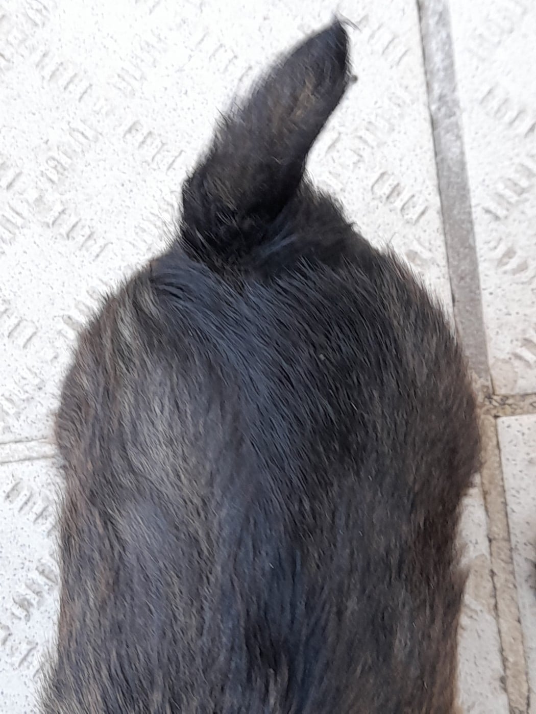 CHIOT 2