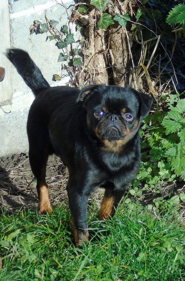Accueil Elevage Des Divins Prémices Eleveur De Chiens