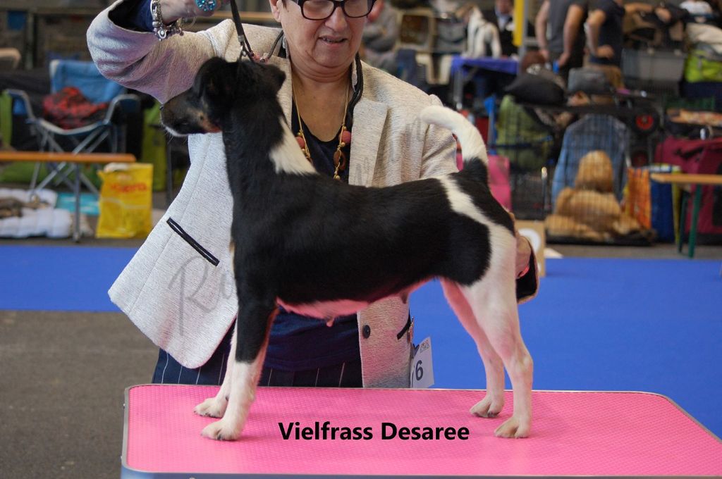 Publication : De La Terre De Chavals Auteur : AccueilChienVielfrass Desaree Vi