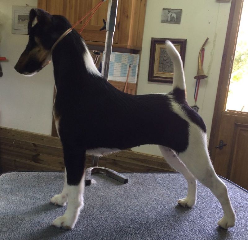 Publication : De La Terre De Chavals Auteur : AccueilChienVielfrass Desaree Vi