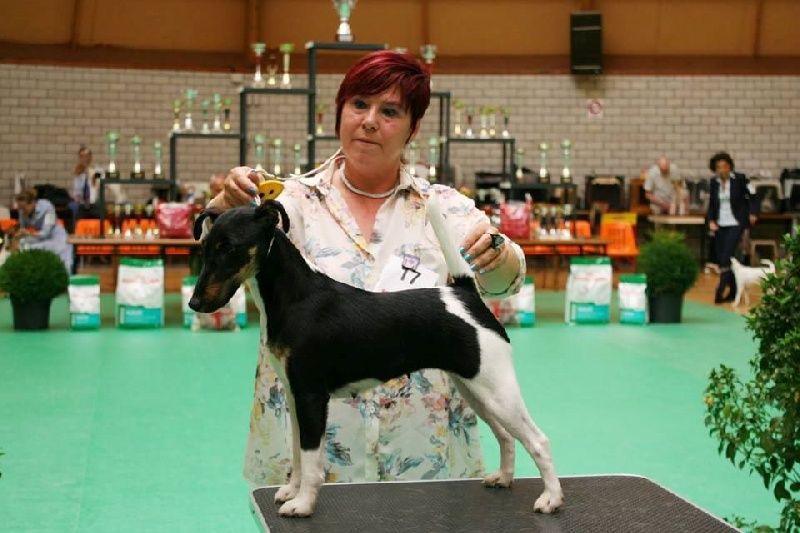 Publication : De La Terre De Chavals Auteur : AccueilChienVielfrass Desaree Vi