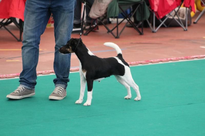 Publication : De La Terre De Chavals Auteur : AccueilChienVielfrass Desaree Vi