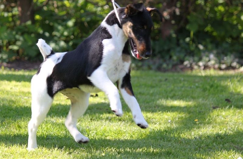 Publication : De La Terre De Chavals Auteur : AccueilChienVielfrass Desaree Vi