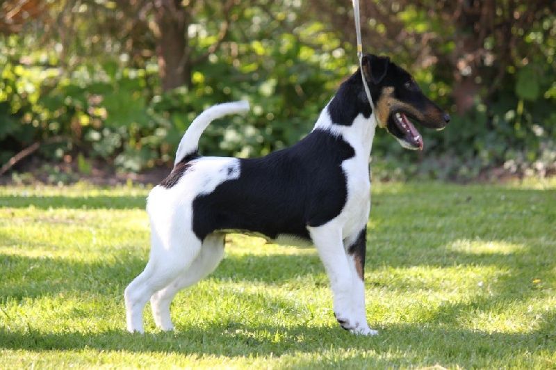 Publication : De La Terre De Chavals Auteur : AccueilChienVielfrass Desaree Vi