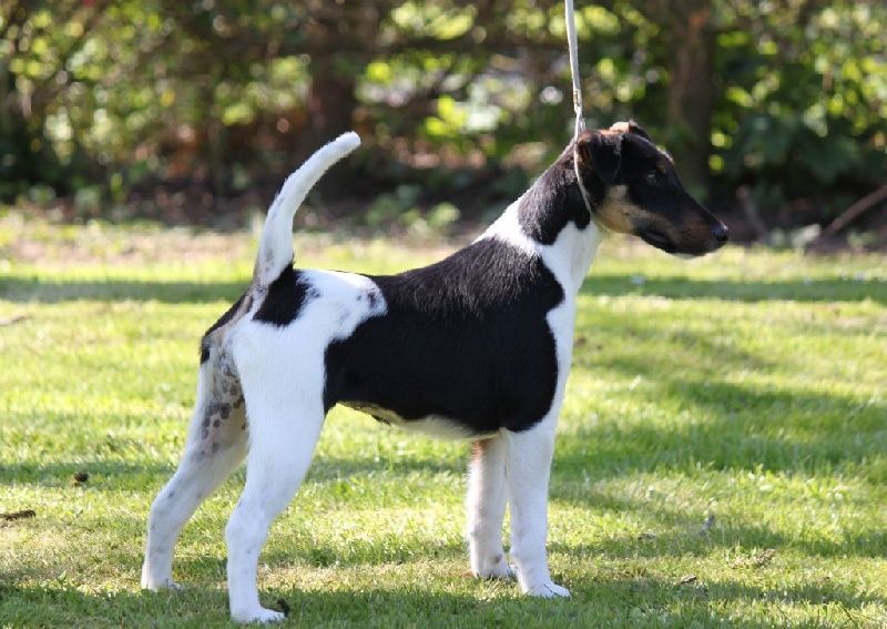Publication : De La Terre De Chavals Auteur : AccueilChienVielfrass Desaree Vi