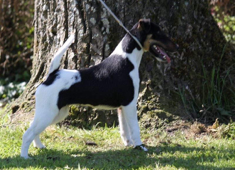 Publication : De La Terre De Chavals Auteur : AccueilChienVielfrass Desaree Vi