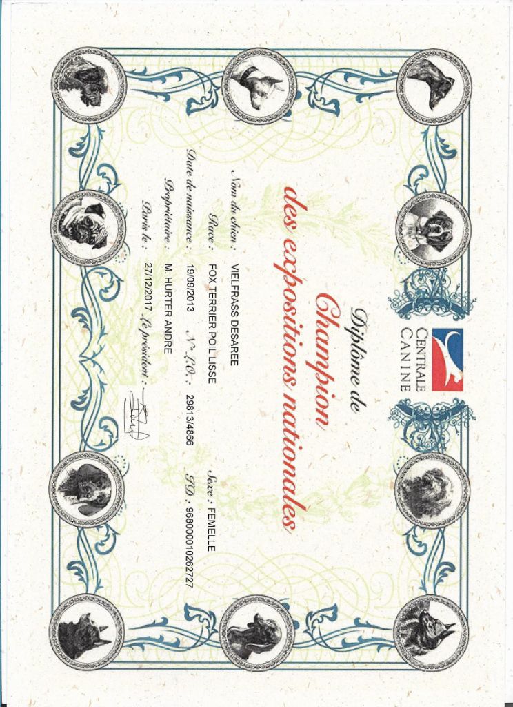 CH. Multi-championne desaree dite ola vielfrass - TITRE DE CHAMPION DES EXPOSITIONS NATIONALES.