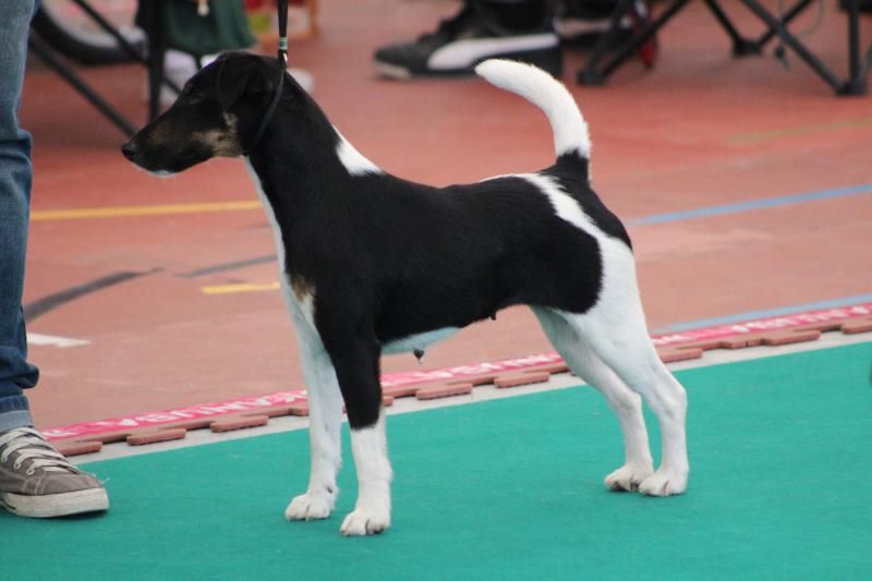 CH. Multi-championne desaree dite ola vielfrass - C A C 1 ER EXCELLENT RESERVE CACIB.HOMOLOGUE EN CACIB