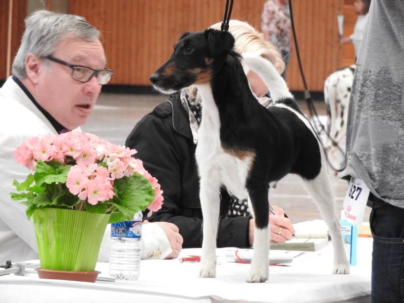 CH. Multi-championne desaree dite ola vielfrass - 1ER EXCELLENT C.O. F . CACS