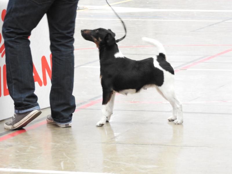 CH. Multi-championne desaree dite ola vielfrass - 1ERE EXC. C O F .RESERVE CACS - RESERVE CACIB