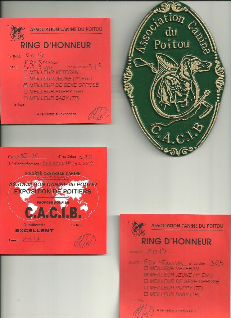 CH. Multi-championne desaree dite ola vielfrass - CACIB 1ER EXCELLENT CLASSE CHAMPION MEILLEURE DE SEXE OPPOSE.