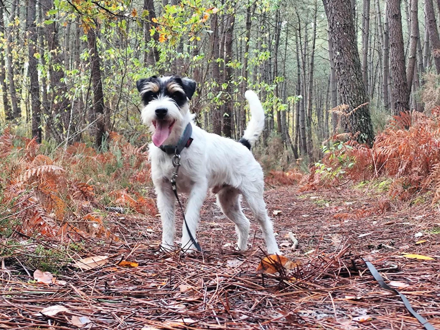 CH. Heaven de l'airial de laguloup of nock river's vom schwarzwal poland