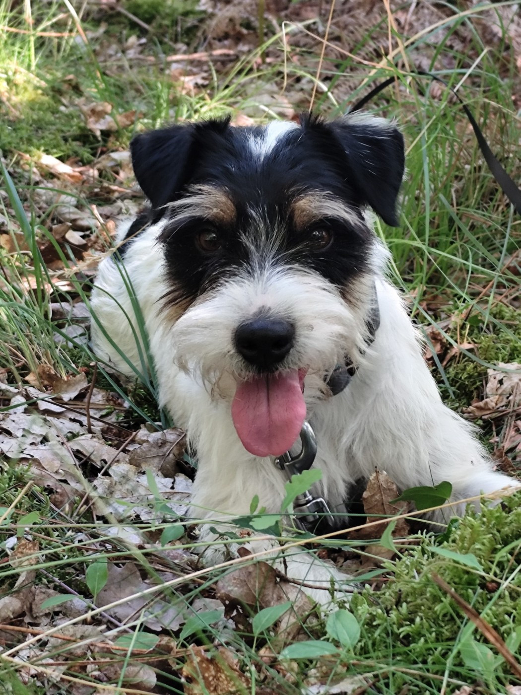 CH. Heaven de l'airial de laguloup of nock river's vom schwarzwal poland