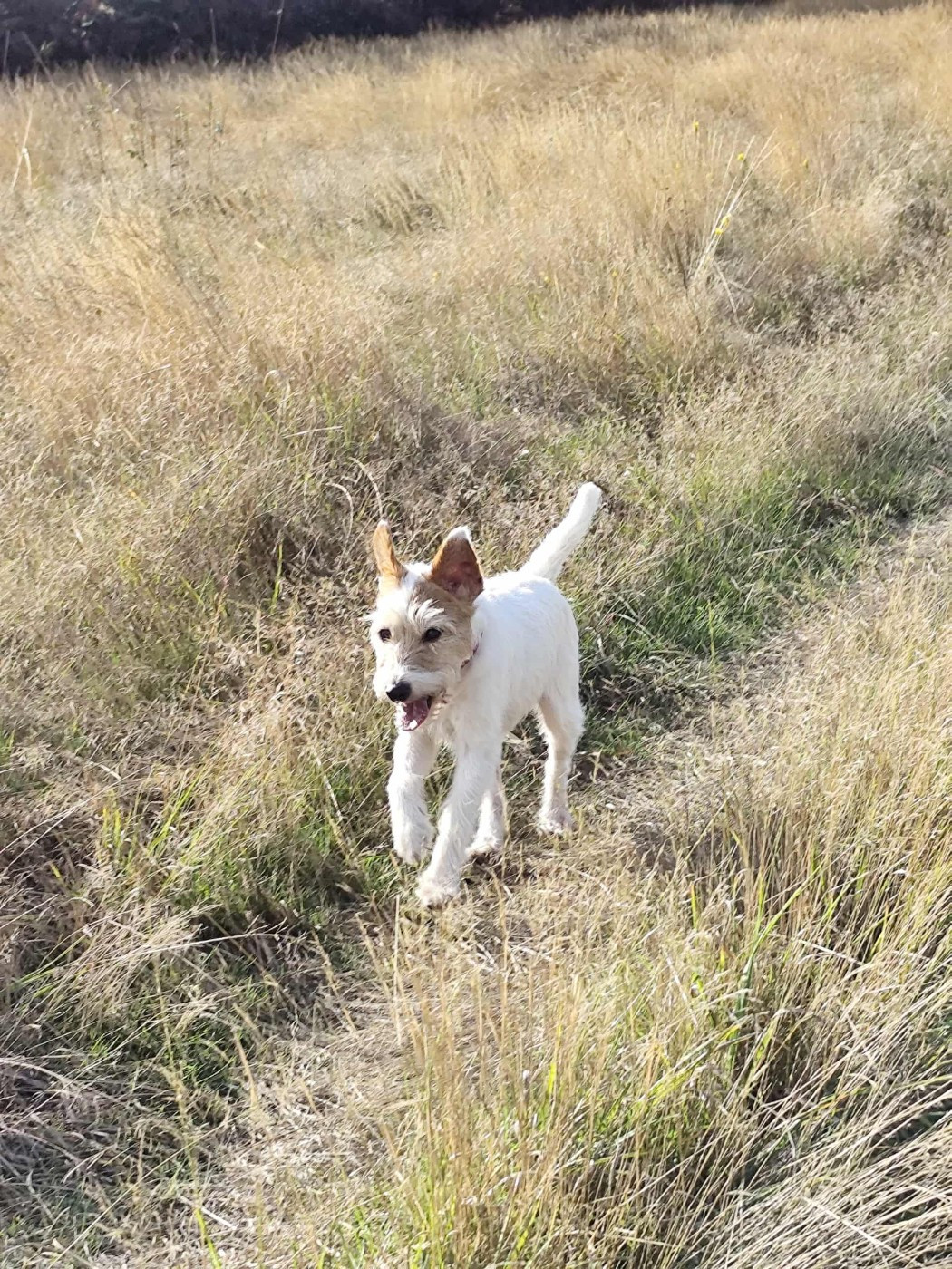 CH. Indiana des very important Parson