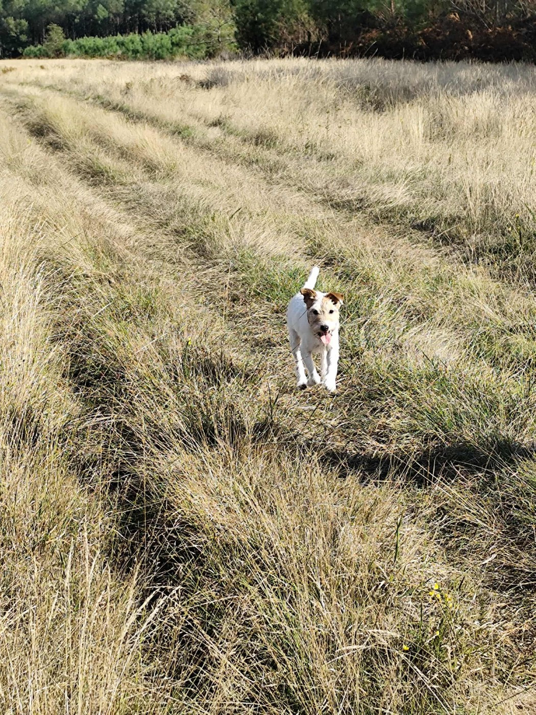 CH. Indiana des very important Parson