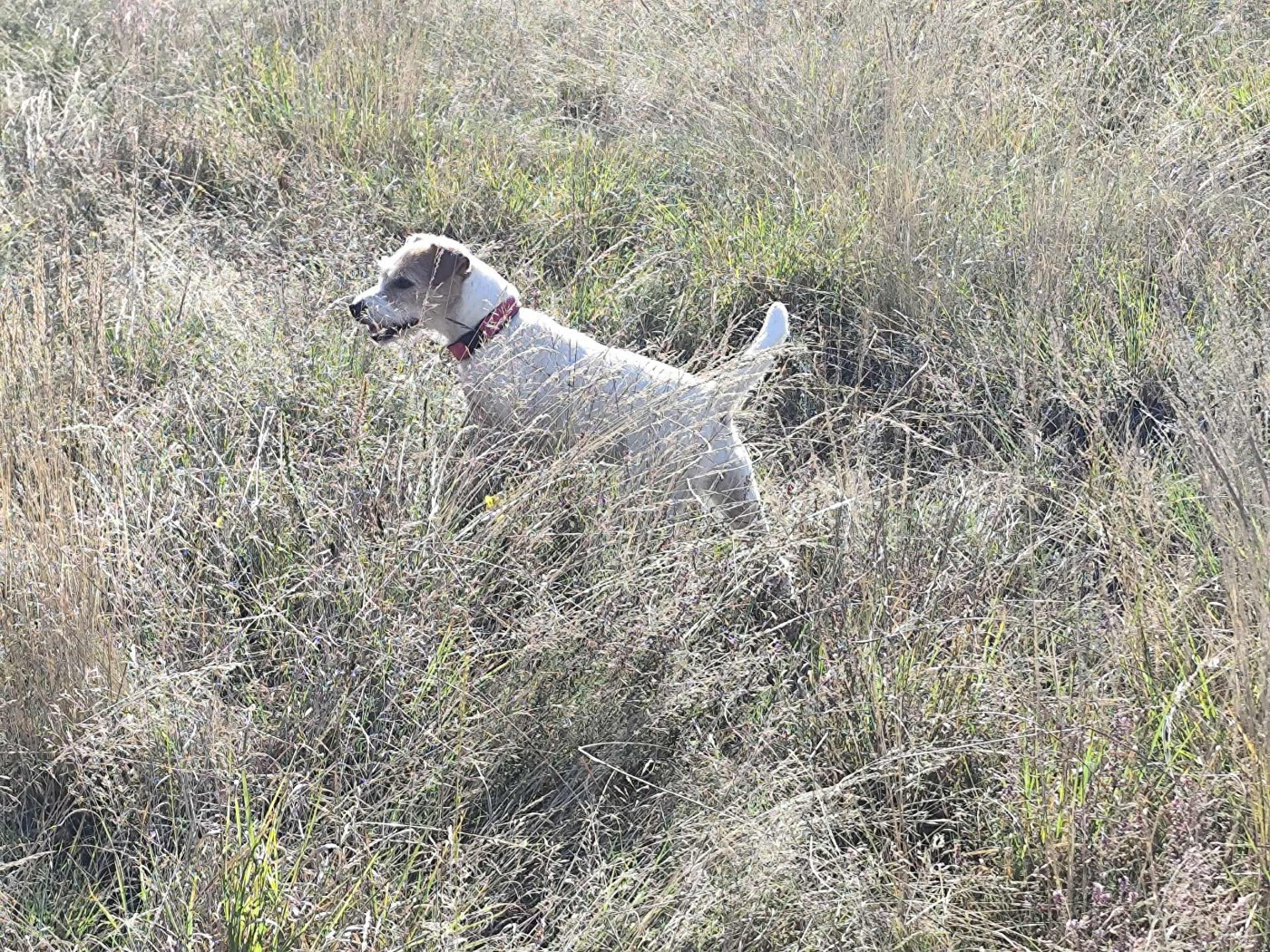 CH. Pearl dream De L'airial De Laguloup