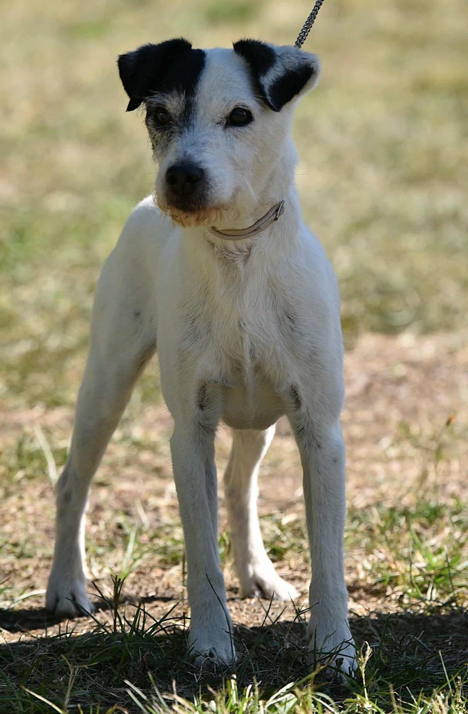 CH. Gipsy des diablotins d'isis