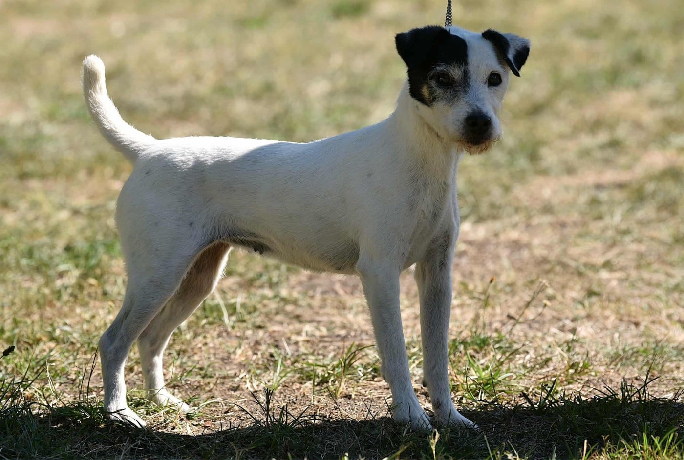 CH. Gipsy des diablotins d'isis