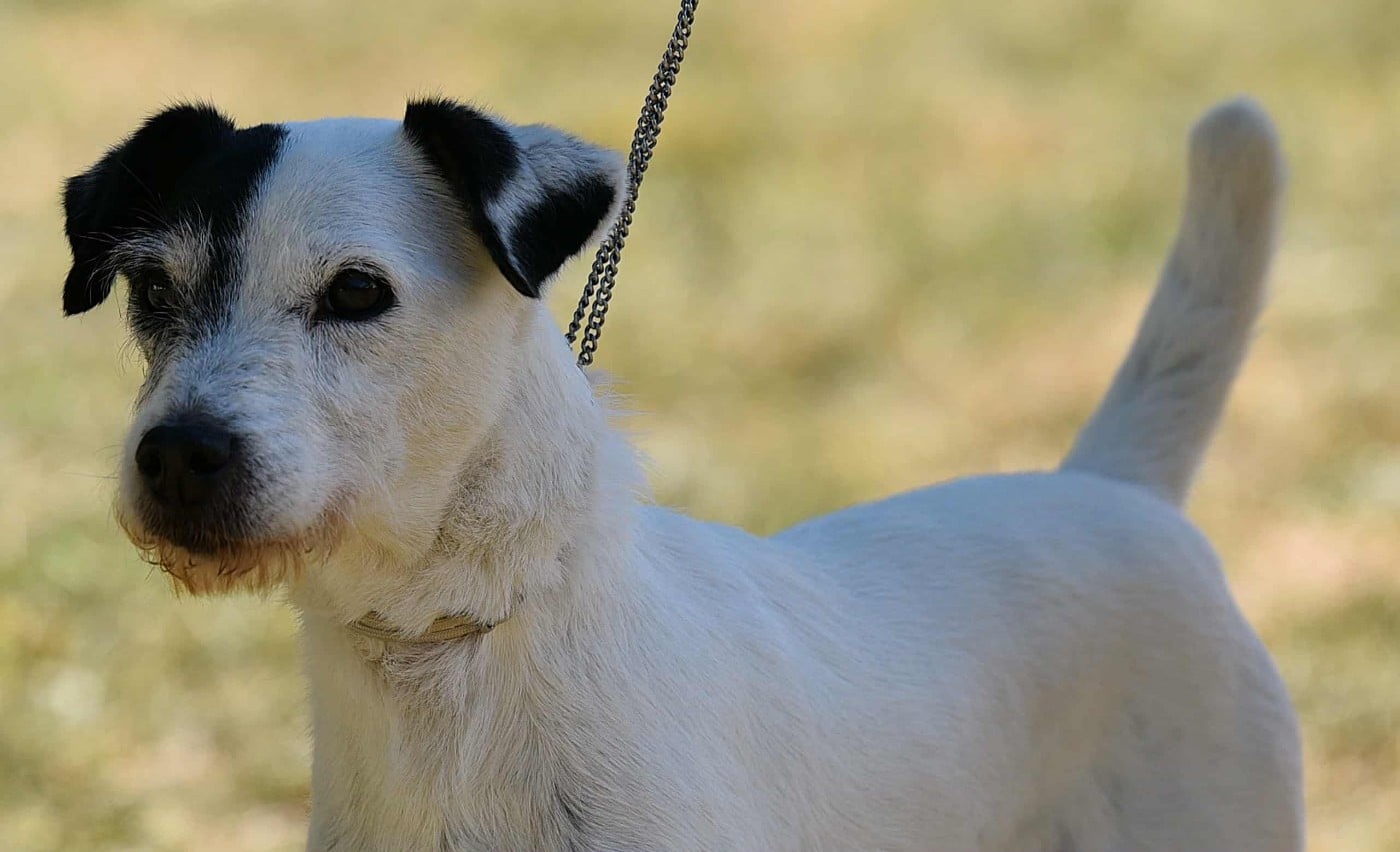 CH. Gipsy des diablotins d'isis