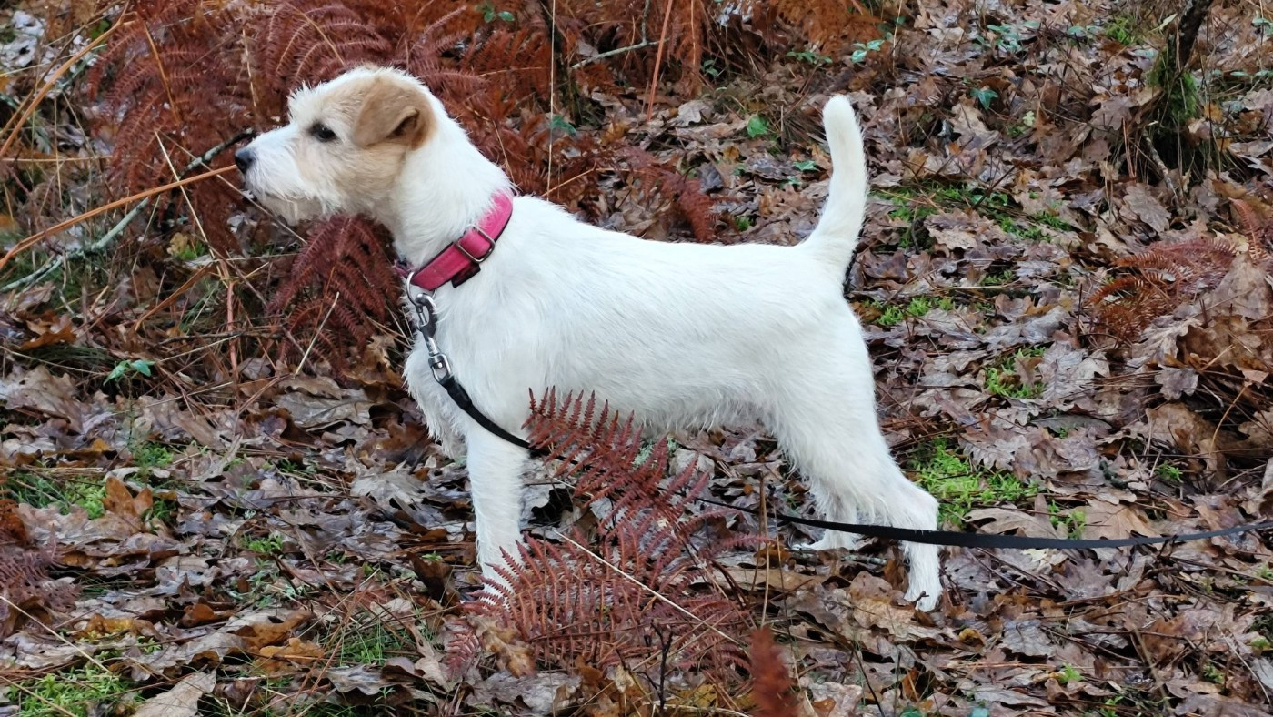 Publication : De L'airial De Laguloup Auteur : Yolande DELTEIL