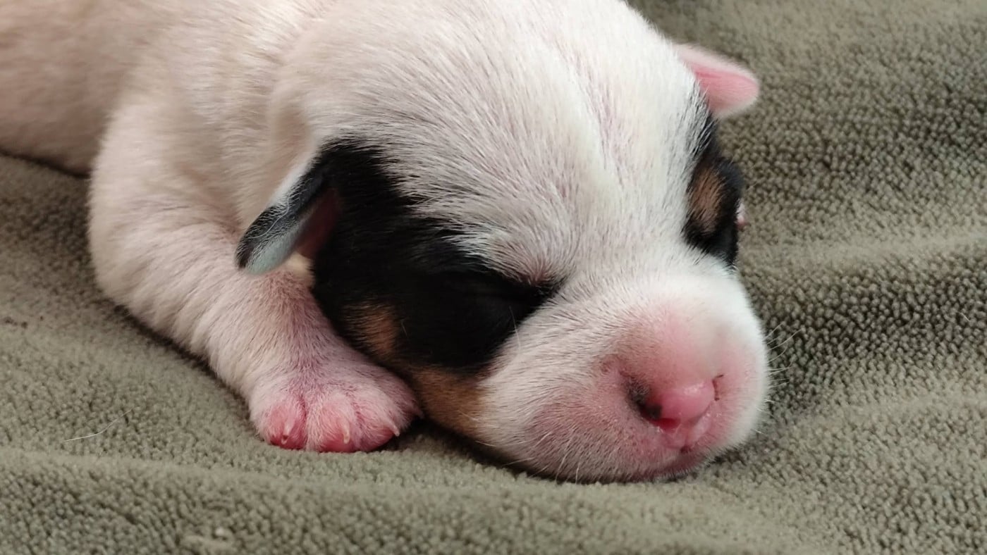 Chiot N°2
