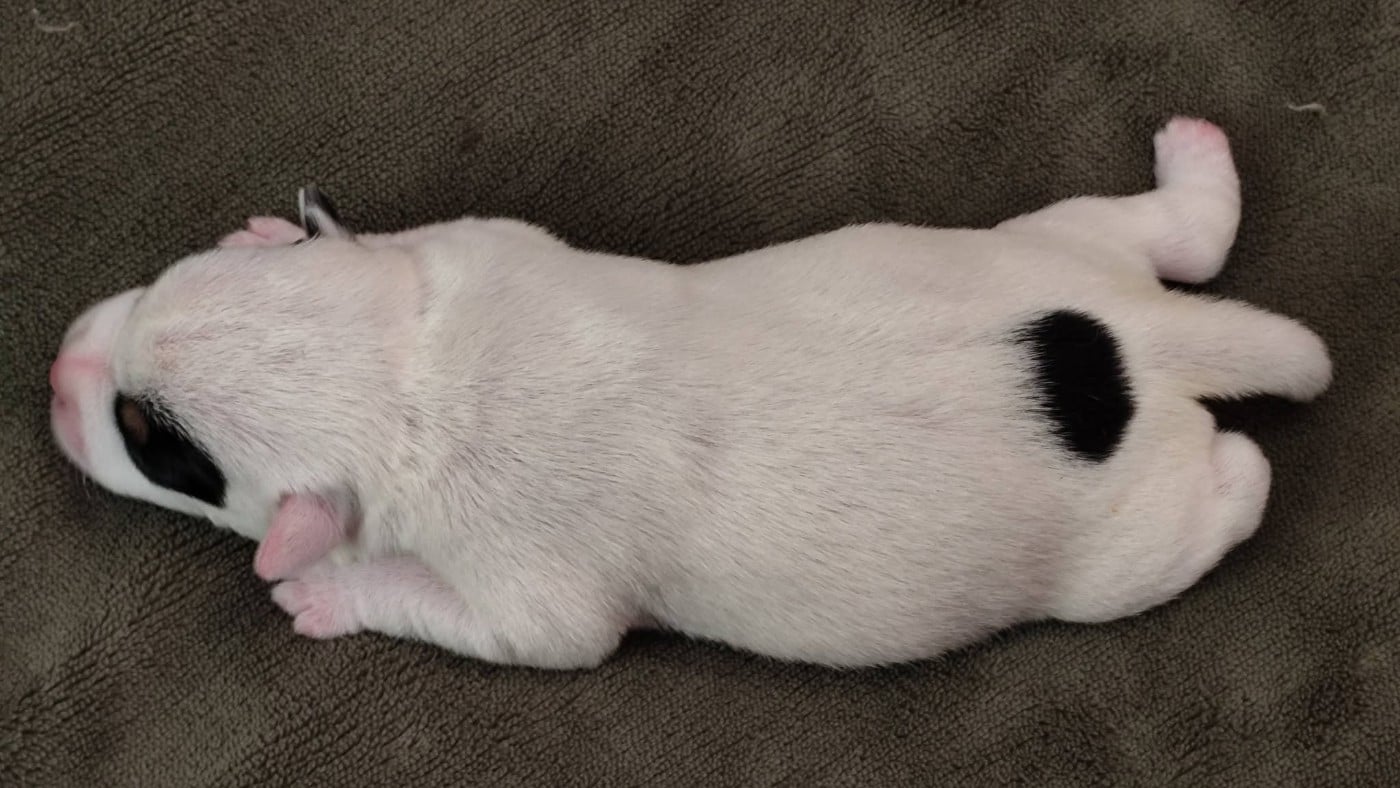 Chiot N°2
