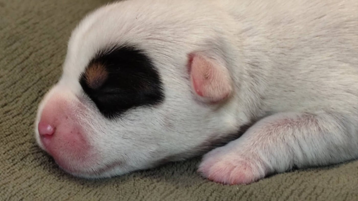 Chiot N°2