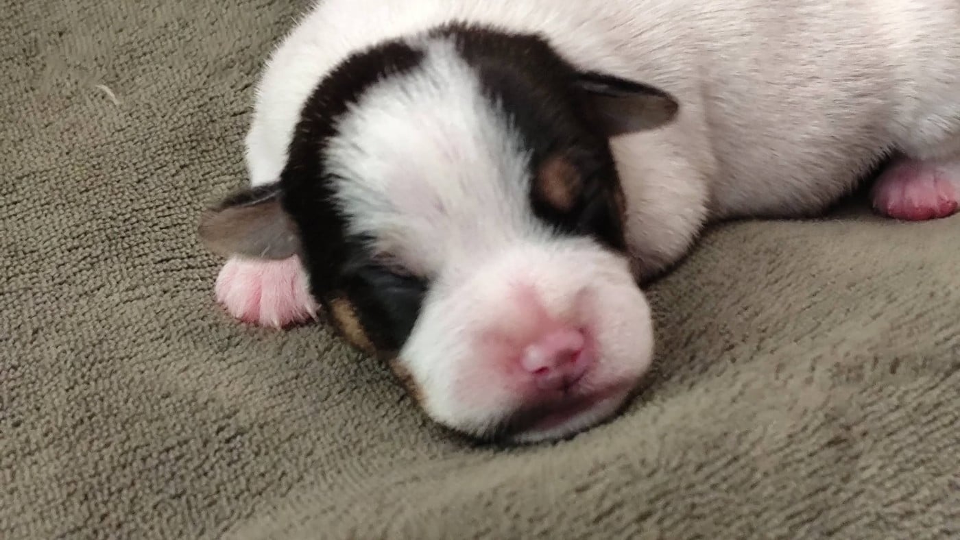 Chiot N°3