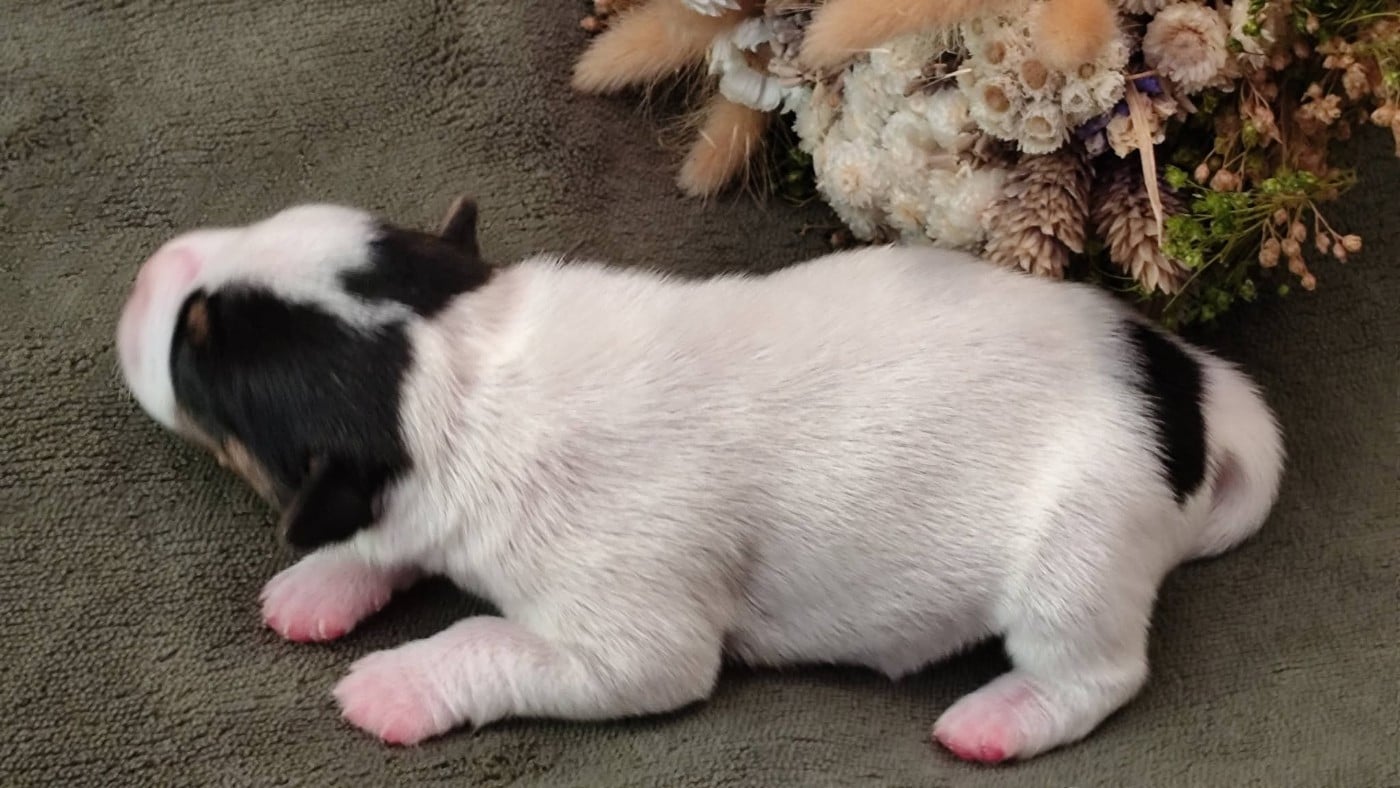 Chiot N°3