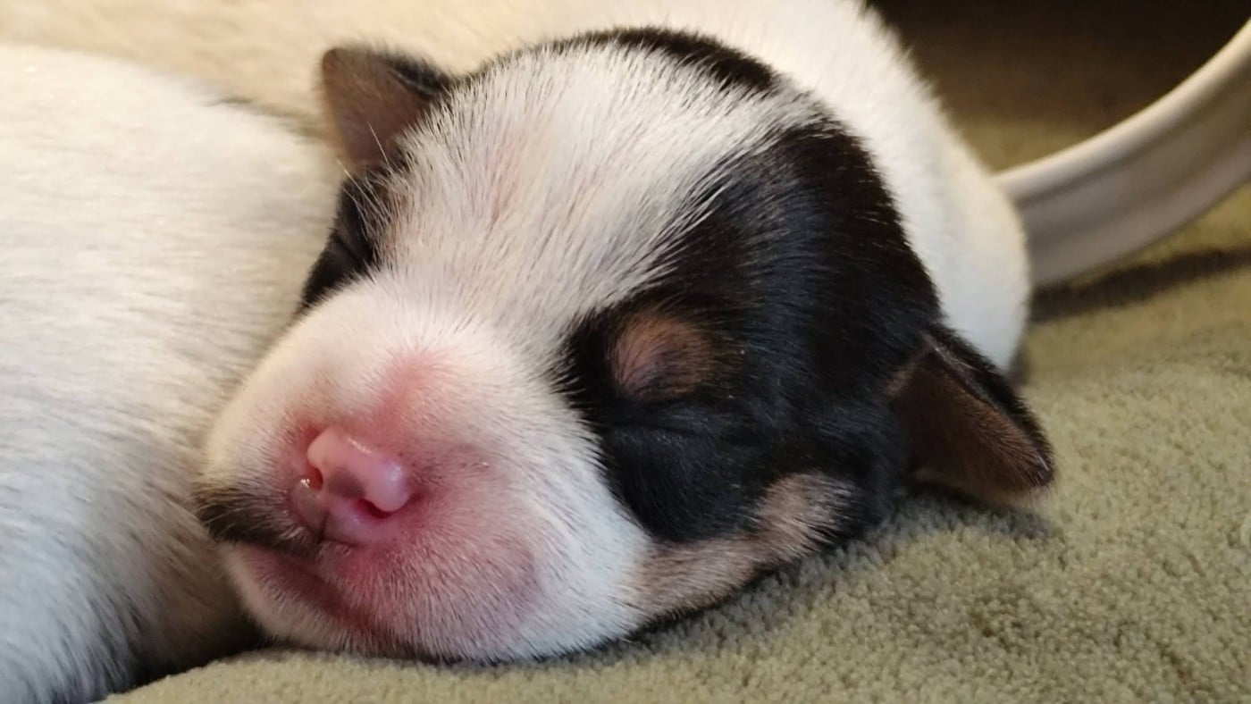 Chiot N°3
